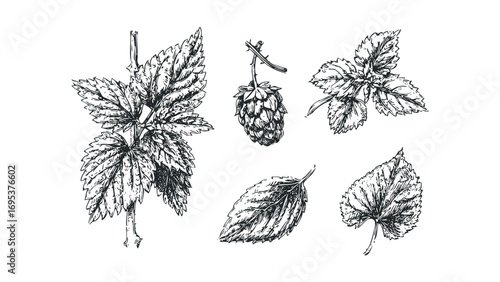 Hand Drawn Hop Plant Elements Transparent Background. Vector hand drawn illustration