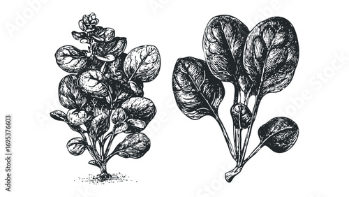 Two drawings of spinach plants on a transparent. Vector hand drawn illustration