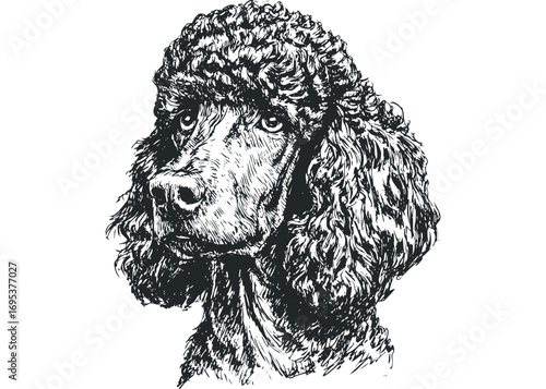 Sketch of a Poodle dog's head on transparent background. Vector hand drawn illustration