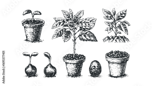 Collection of six hand drawn plant growth stages on transparent background. Vector hand drawn illustration