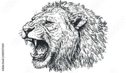 Detailed hand drawn lion head roaring isolated on white background. Vector hand drawn illustration