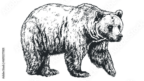 Bear walking on transparent background, ink sketch style. Vector hand drawn illustration