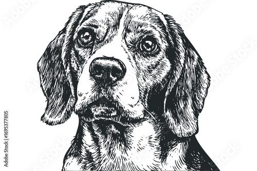 Pen and ink sketch of a Beagle dog portrait on transparent background. Vector hand drawn illustration