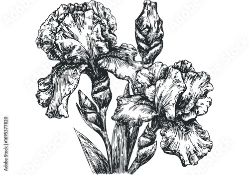 Ink drawing of delicate iris flowers and buds on a transparent background. Vector hand drawn illustration