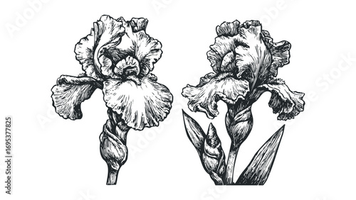 Two detailed ink drawings of iris flowers on a transparent background. Vector hand drawn illustration