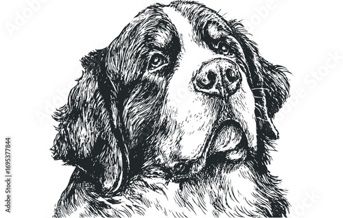 Line art portrait of a fluffy dog head on a transparent background. Vector hand drawn illustration