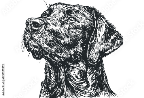 Detailed hand-drawn sketch of a Labrador dog's head on a transparent background. Vector hand drawn illustration