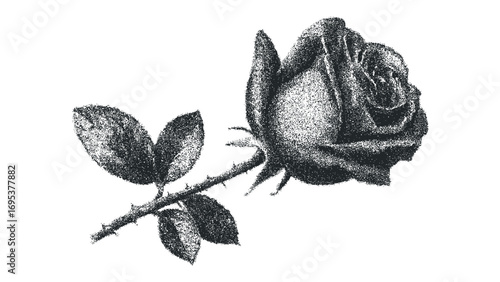Black rose bloom with leaves on transparent background. Vector hand drawn illustration