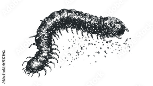 Centipede illustration, half tone effect, on transparent background,. Vector hand drawn illustration