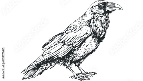 Detailed sketch of a perched raven on white background. Vector hand drawn illustration