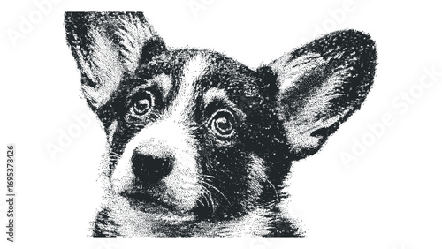 Pen and ink portrait of a corgi dog on transparent background. Vector hand drawn illustration