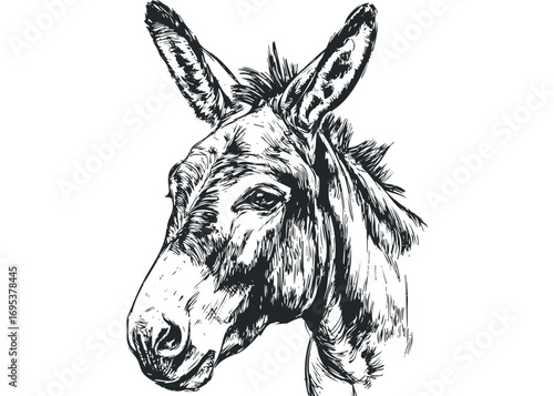 Black and White Donkey Head Drawing on Transparent Background. Vector hand drawn illustration