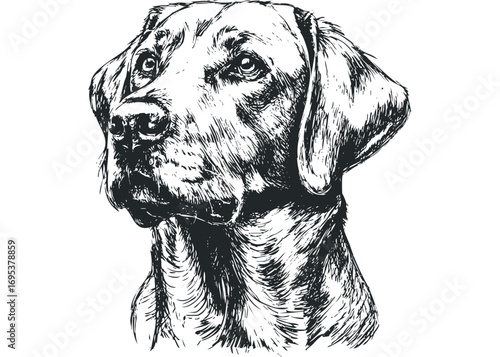 Pen drawing of a dog's head on a transparent background. Vector hand drawn illustration