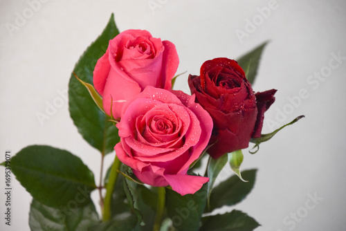 赤とピンクのばら