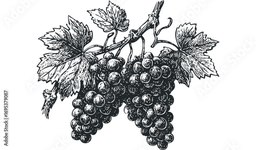 Bunch of dark grapes with leaves on vine. Vector hand drawn illustration