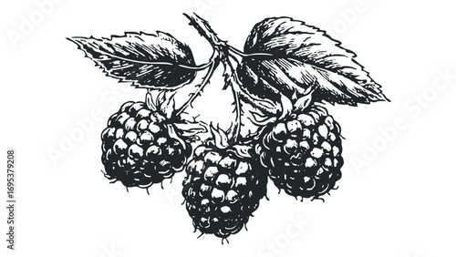 Black and white drawing of ripe raspberries with leaves on a transparent background. Vector hand drawn illustration