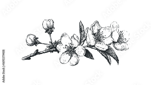Sketch of blooming apple tree branch with flowers and buds on transparent background. Vector hand drawn illustration