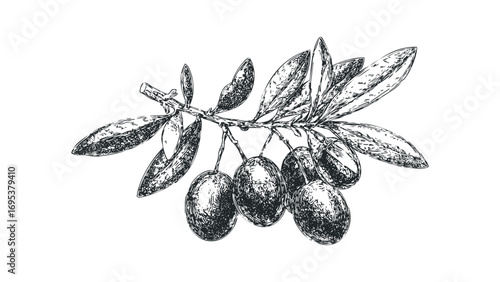 Hand Drawn Olive Branch Transparent Image. Vector hand drawn illustration