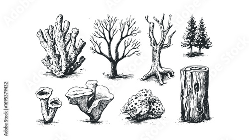 Collection of Hand Drawn Natural Elements on Transparent Background. Vector hand drawn illustration