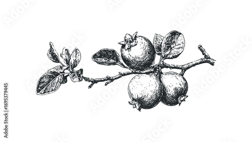 Detailed woodcut style drawing of ripe fruit on a branch with leaves. Vector hand drawn illustration