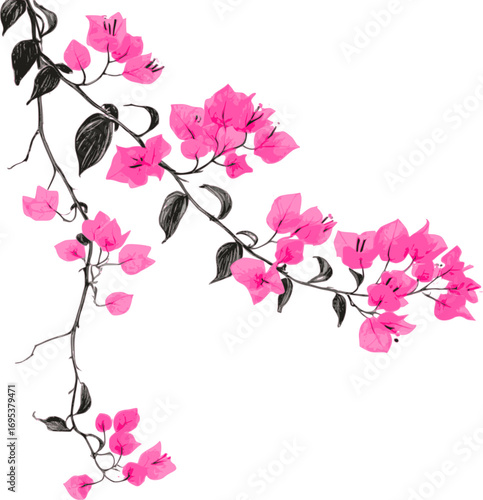 Vector of a vibrant pink bougainvillea branch.