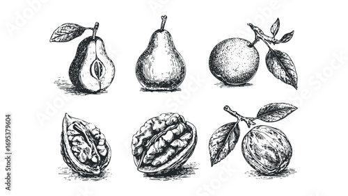 Pears and walnuts in sketch style with leaves on transparent background. Vector hand drawn illustration