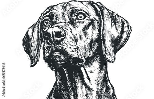 Pencil sketch of a Vizsla dog head on transparent background. Vector hand drawn illustration