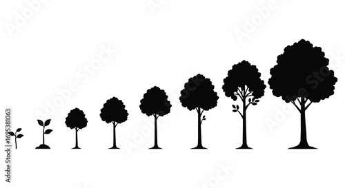 a visual progression from sapling to mature tree stages