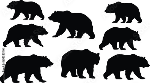 Collection of wild bear silhouettes in different walking and standing poses isolated on white background, wildlife animal vector graphic design