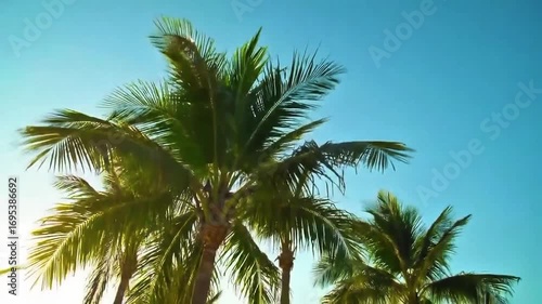 Wallpaper Mural Low-Angle View of Palm Trees Against a Blue Sky Torontodigital.ca