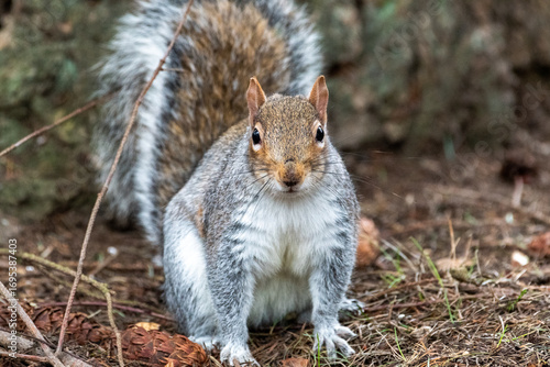 Alert Eastern Grey Squirrel in Backyard
