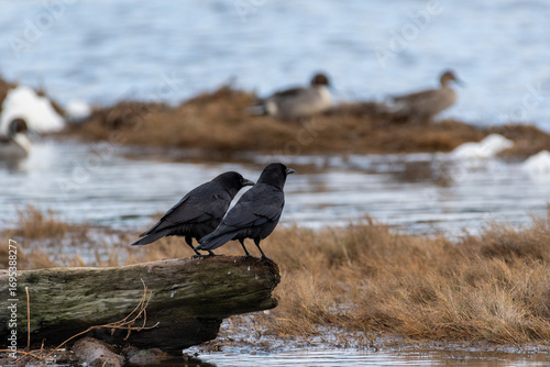 Black Crows Perched on Driftwood in Front of Waterfowl Background