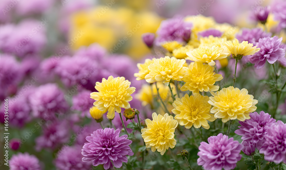 Obraz premium A Vibrant Bloom of Yellow and Purple Chrysanthemums Creating a Colorful and Lush Flower Garden Scene. generative aI