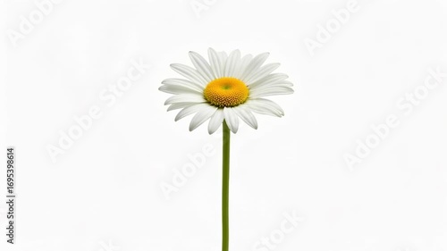 Wallpaper Mural Delicate daisy sways gently in the breeze, a symbol of purity and fresh beginnings blooming now Torontodigital.ca