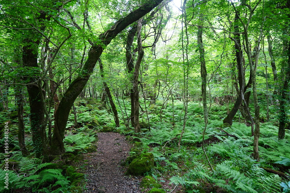 Fototapeta premium spring path and old trees