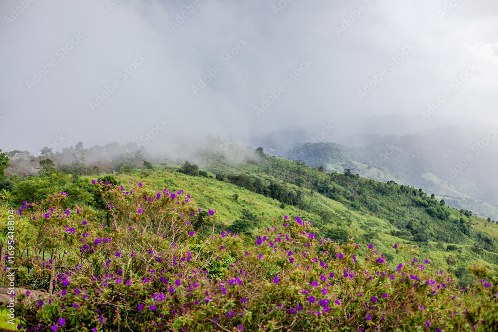 Obraz premium Panoramic view of the natural atmosphere of mountains, trees, pine trees, green plants growing along the water sources along the stream.