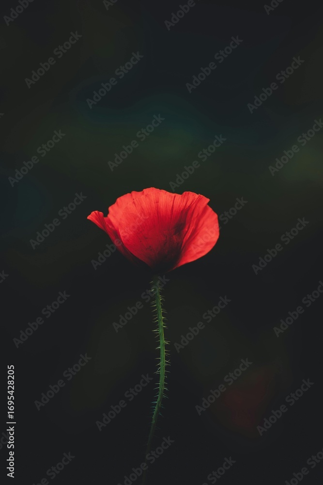 Obraz premium red poppy on a black background
