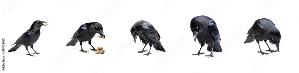 Fototapeta premium Collection of Crow gathering A crow gathers objects or food, holding them in its beak. full length isolate on transparent background