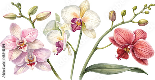 Watercolor Orchids