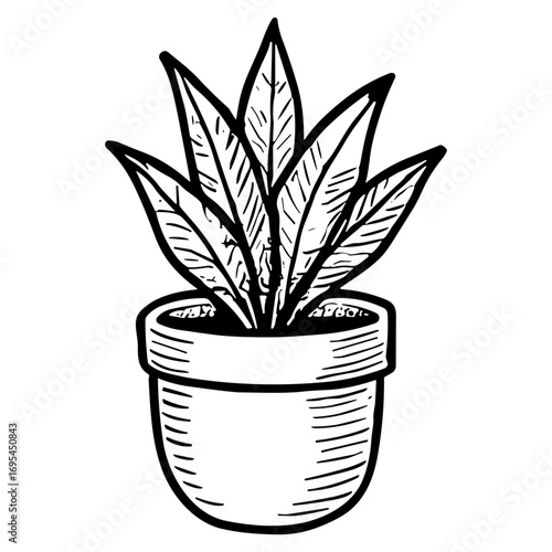 Agave Plant