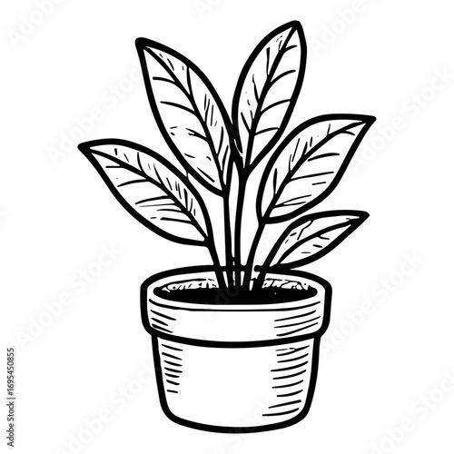 Rubber Plant (Ficus elastica)