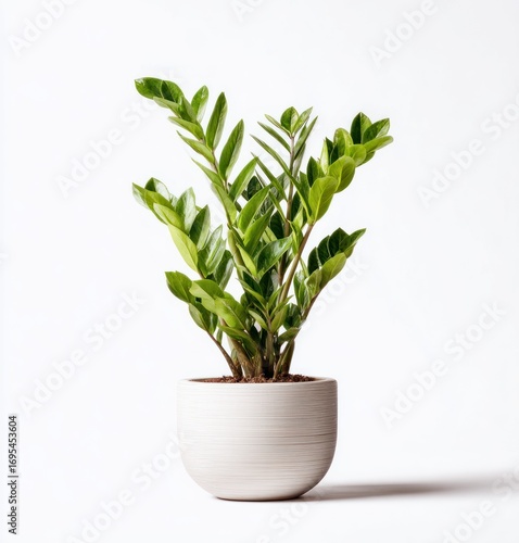 Lush green ZZ plant in a simple white pot, isolated on a clean white background with subtle shadow