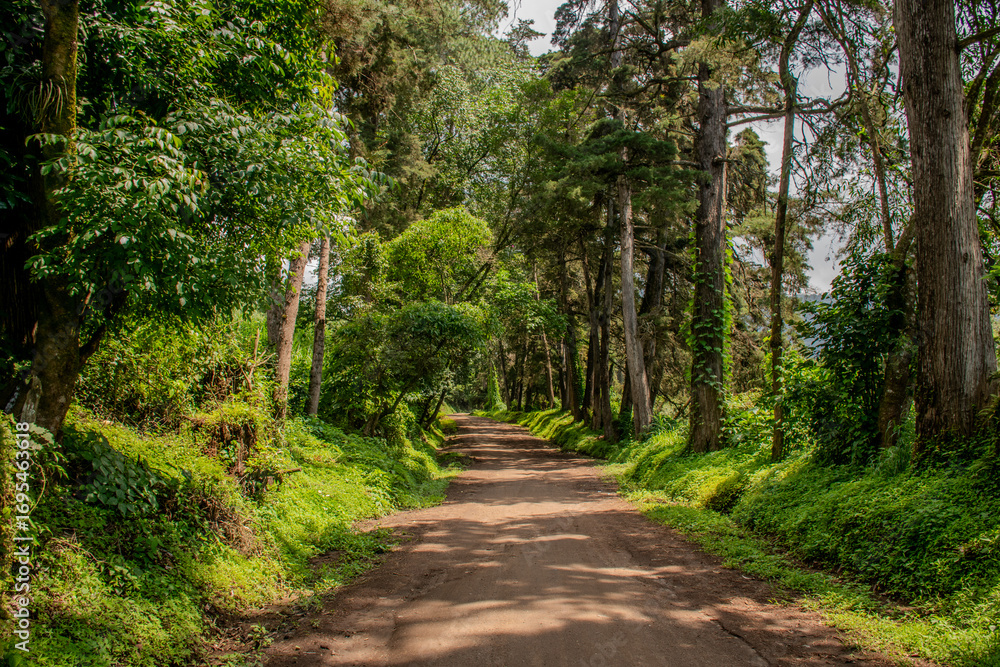 Fototapeta premium Paisaje camino en área rural