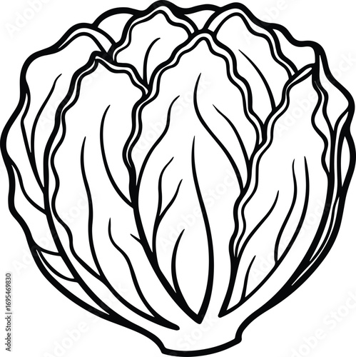 napa cabbage vegetable line art, black outline, vector and illustration
