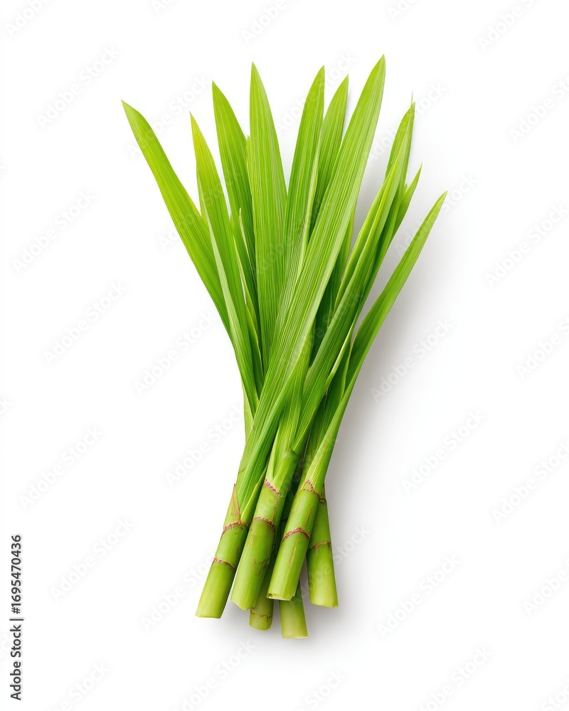 Fototapeta premium Fresh green bamboo shoots, vibrant leaves