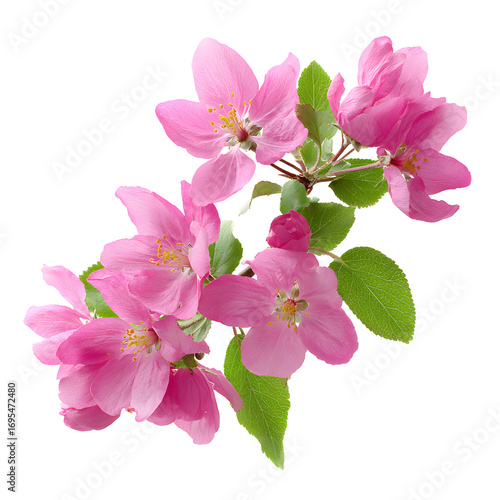 Delicate pink crabapple blossoms against a stark black background creating contrast