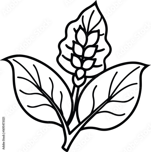 Malabar spinach branch line art, black outline, vector and illustration