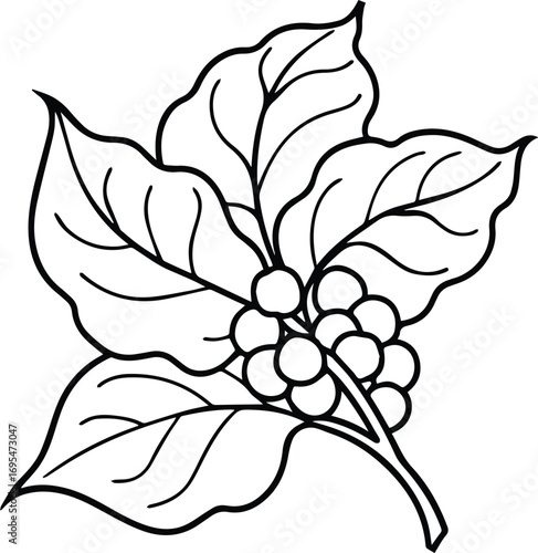 Malabar spinach branch line art, black outline, vector and illustration