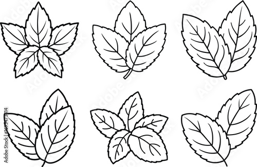 mint leaves set line art, black outline, vector and illustration