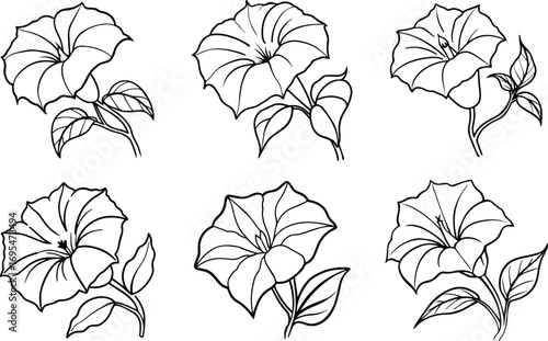 Set of morning glory flower line art, black outline, vector and illustration